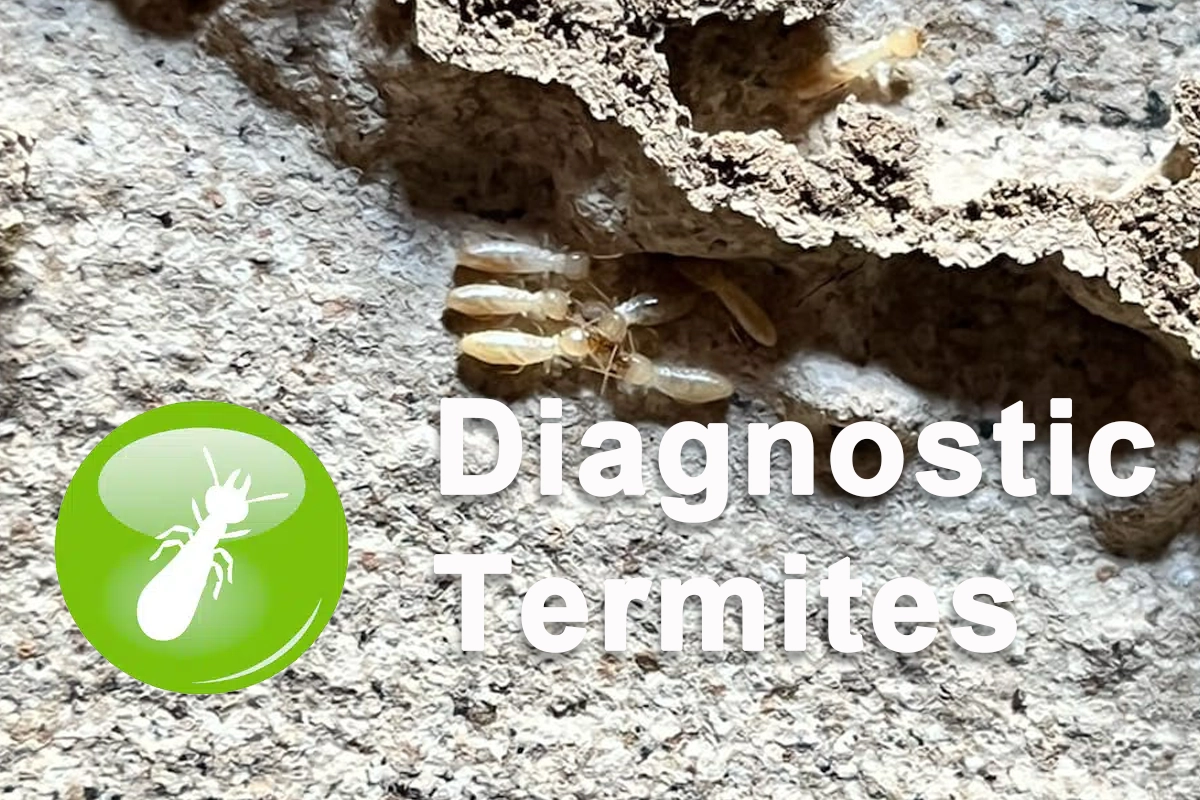 Diagnostics Termites